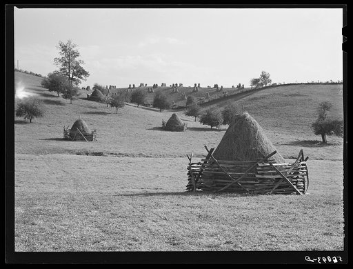 Haystacks and shocks of corn in field near Marion, Virginia