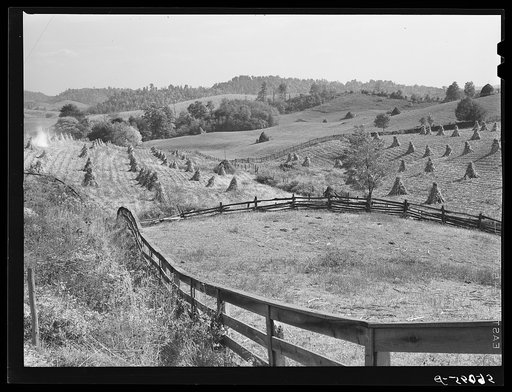 Untitled photo, possibly related to: Cornshocks and fences on farm near Marion, Virginia