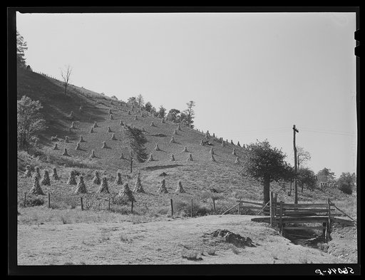 Cornshocks and fences on farm near Marion, Virginia