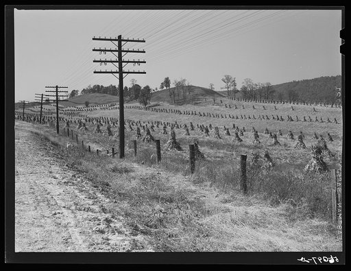 Untitled photo, possibly related to: Cornshocks along highway near Wytheville, Virginia