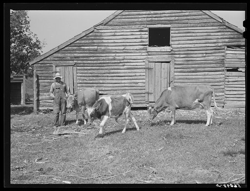 FSA (Farm Security Administration) borrower with a bull calf purchased with a FSA community co-operative service loan and his two milk cows. Caswell County, North Carolina. Farm of Emery F. Farrar, Prospect Hill