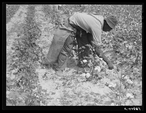 Tenants picking cotton on Highway 15, about seven miles south of Chapel Hill. Chatham County, North Carolina
