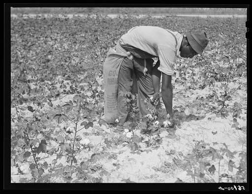 Untitled photo, possibly related to: Tenants picking cotton on Highway 15, about seven miles south of Chapel Hill. Chatham County, North Carolina