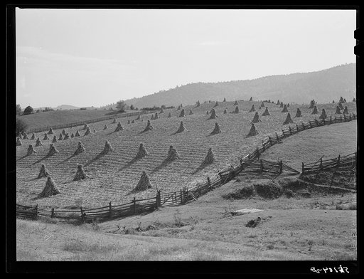 Cornshocks and fences on farm near Marion, Virginia