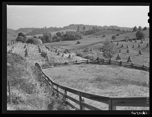 Cornshocks and fences on farm near Marion, Virginia