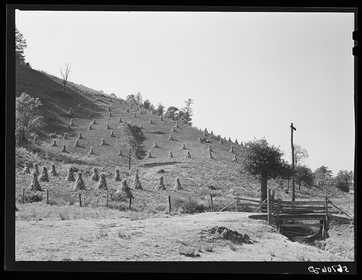 Untitled photo, possibly related to: Cornshocks and fences on farm near Marion, Virginia