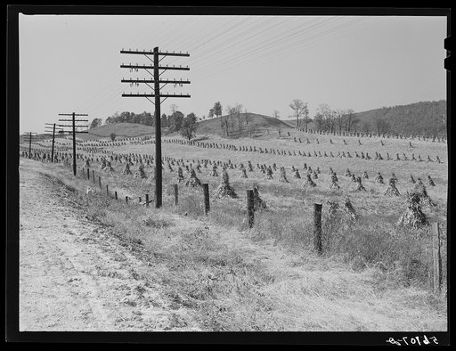 Cornshocks along highway near Wytheville, Virginia