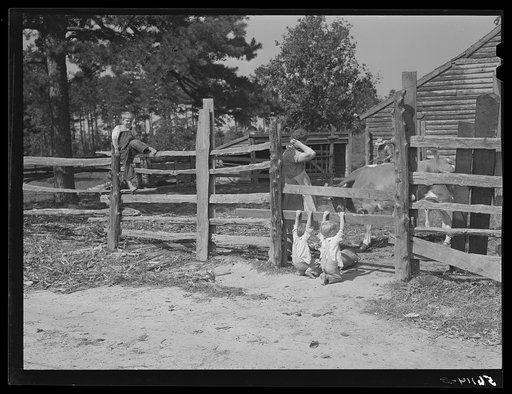 Family of FSA (Farm Security Administration) borrower watching their new bull calf purchased with FSA community cooperative service loan. Caswell County, North Carolina. Farm of Emery F. Farrar, Prospect Hill