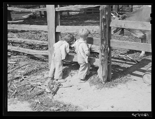 Family of FSA (Farm Security Administration) borrower watching their new bull calf purchased with FSA community cooperative service loan. Caswell County, North Carolina. Farm of Emery F. Farrar, Prospect Hill