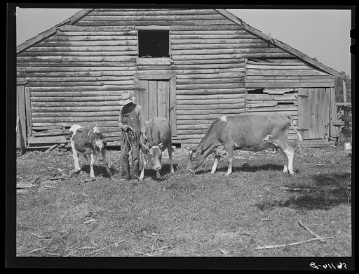 FSA (Farm Security Administration) borrower with a bull calf purchased with FSA community cooperative service loan and his two milk cows. Caswell County, North Carolina