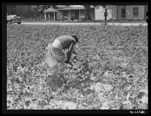 Tenants picking cotton on Highway 15, about seven miles south of Chapel Hill. Chatham County, North Carolina