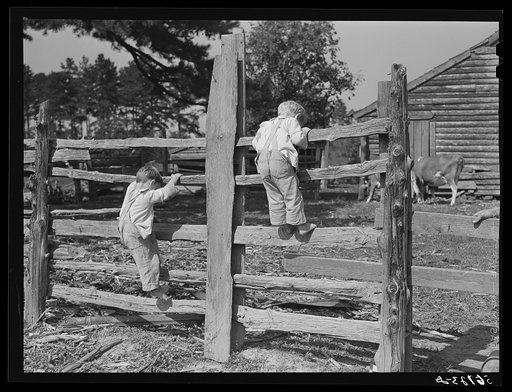 Family of FSA (Farm Security Administration) borrower watching their new bull calf purchased with FSA community cooperative service loan. Caswell County, North Carolina. Farm of Emery F. Farrar