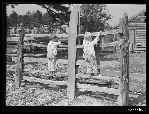 Family of FSA (Farm Security Administration) borrower watching their new bull calf purchased with FSA community cooperative service loan. Caswell County, North Carolina. Farm of Emery F. Farrar