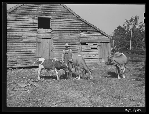 Untitled photo, possibly related to: FSA (Farm Security Administration) borrower with a bull calf purchased with a FSA community co-operative service loan and his two milk cows. Caswell County, North Carolina. Farm of Emery F. Farrar, Prospect Hill