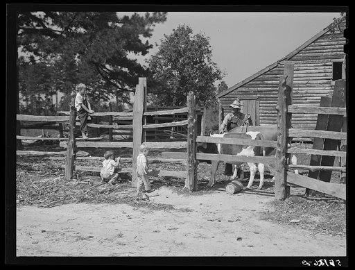 Family of FSA (Farm Security Administration) borrower watching their new bull calf purchased with FSA community cooperative service loan. Caswell County, North Carolina. Farm of Emery F. Farrar