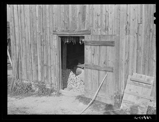 Sweet potatoes stored for the winter in Negro tenant's tobacco barn. Caswell County, North Carolina