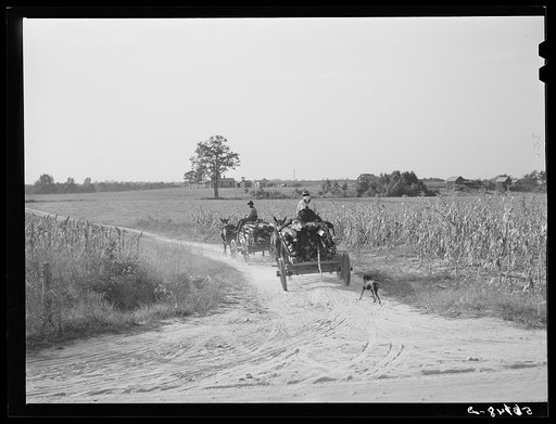 Hauling wood for winter fuel. Caswell County, North Carolina