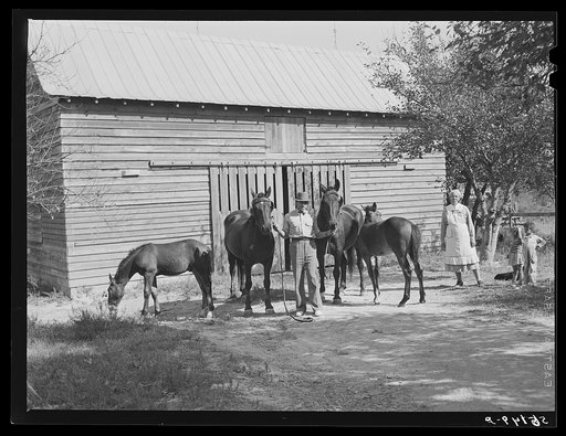 Prize-winning colt and mares raised by colored farm owners who cooperated with colored farm agent in planning program. Caswell County, North Carolina