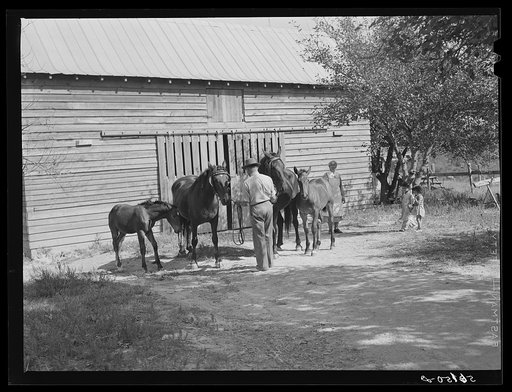 Untitled photo, possibly related to: Prize-winning colt and mares raised by colored farm owners who cooperated with colored farm agent in planning program. Caswell County, North Carolina
