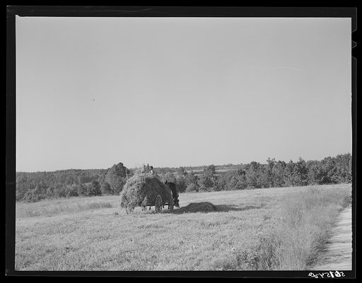 Untitled photo, possibly related to: Loading lespedeza hay in Caswell County, North Carolina