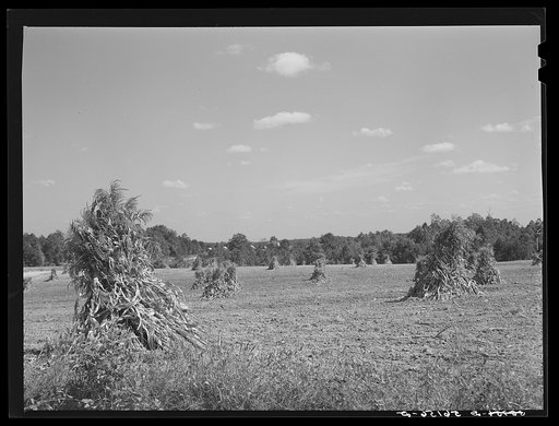 Untitled photo, possibly related to: Shocked corn and home of E.O. Foster, FSA (Farm Security Administration) borrower in Caswell County, North Carolina