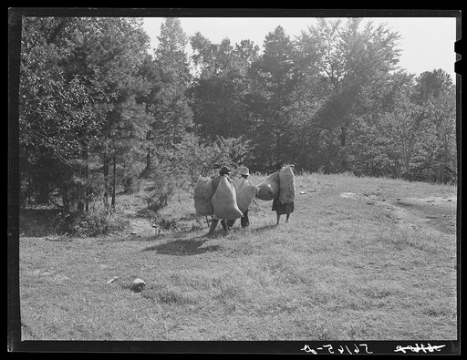 Colored tenants taking home grass out along road by highway department for hay. Caswell County, North Carolina