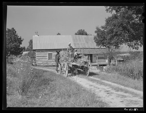 Family of FSA (Farm Security Administration) borrower bringing in wagon load of corn stalks for fodder. Caswell County, North Carolina