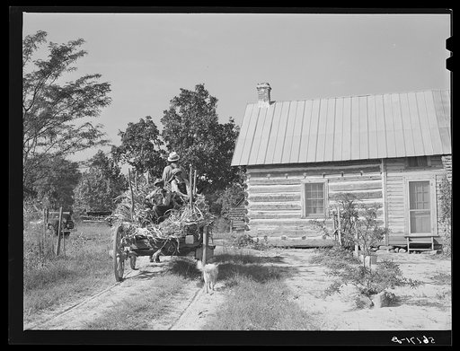 Family of FSA (Farm Security Administration) borrower bringing in wagon load of corn stalks for fodder. Caswell County, North Carolina