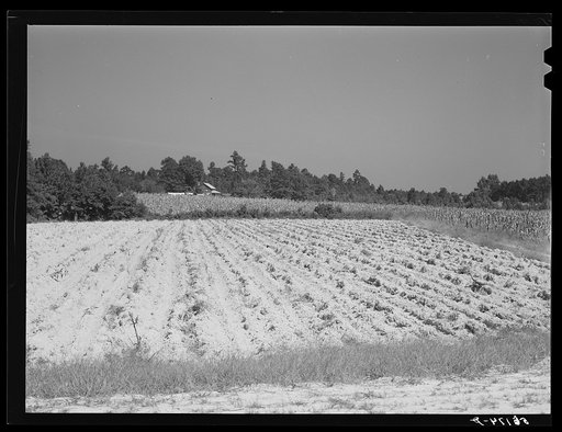 Farm landscape with freshly plowed up tobacco field east of Pittsboro. Highway 64. Chatham County, North Carolina