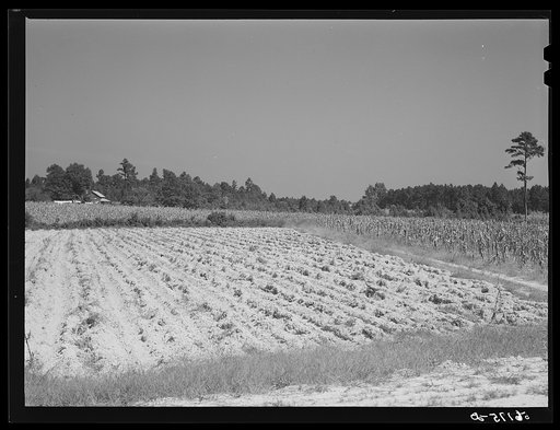Untitled photo, possibly related to: Farm landscape with freshly plowed up tobacco field east of Pittsboro. Highway 64. Chatham County, North Carolina