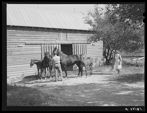 Prize-winning colt and mares raised by colored farm owner who cooperated with colored farm agent in planning program. Caswell County, North Carolina