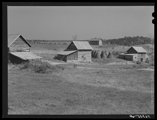 Tobacco barns, pack houses and tenant's home on farm about four miles north of Yanceyville on Danville Road. Caswell County, North Carolina