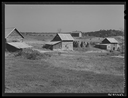 Untitled photo, possibly related to: Tobacco barns, pack houses and tenant's home on farm about four miles north of Yanceyville on Danville Road. Caswell County, North Carolina