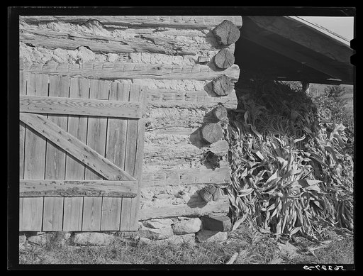 Untitled photo, possibly related to: Tobacco barn with corn stalks stored under its shed for winter fodder near Prospect Hill. Caswell County, North Carolina