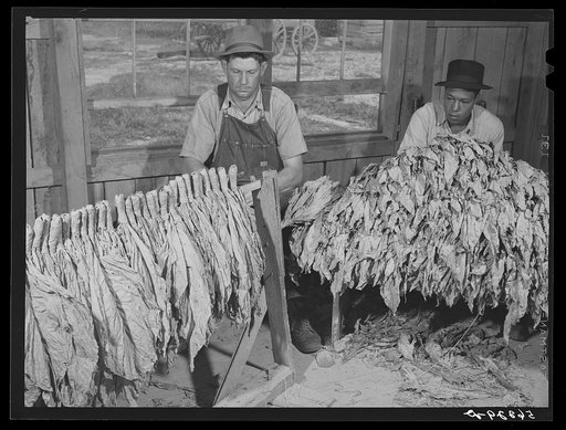 Mr. W.H. Willis, a FSA (Farm Security Administration) borrower and his helper grading stripping tobacco in pack house on his farm near Yanceyville. Caswell County, North Carolina