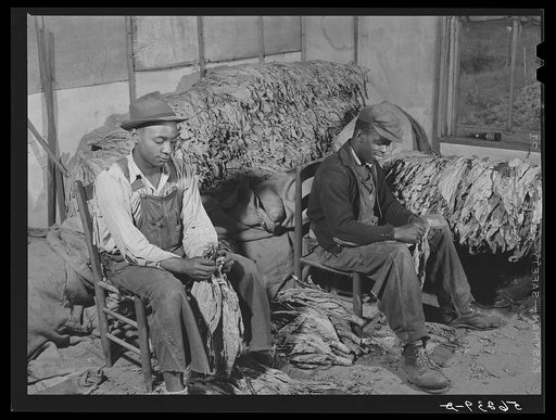 Grading and stripping tobacco in the pack house on Emery M. Hooper's farm in Corbett Ridge section. Caswell County, North Carolina
