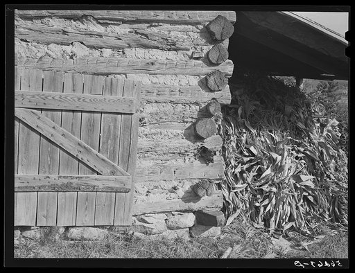 Tobacco barn with corn stalks stored under its shed for winter fodder near Prospect Hill. Caswell County, North Carolina