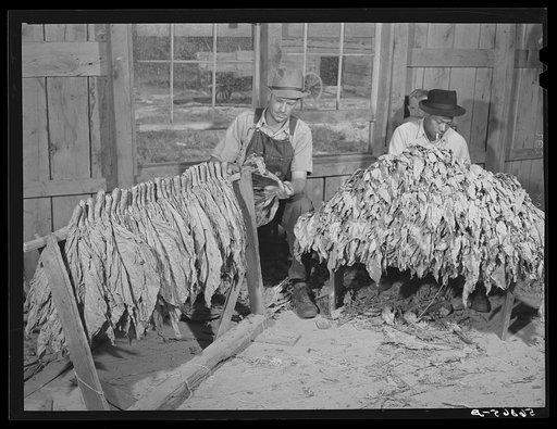 Mr. W.H. Willis, FSA (Farm Security Administration) borrower, and his helper grading and stripping tobacco in the pack house in his farm near Yanceyville. Caswell County, North Carolina