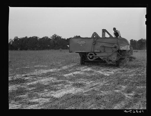 Harvesting soybean seed on the Roger's farm with a co-op combine purchased by Emery M. Hooper through a FSA (Farm Security Administration) community service loan. Corbett Ridge section, Caswell County, North Carolina