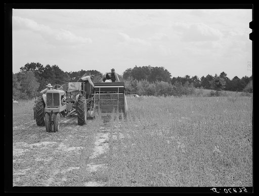 Untitled photo, possibly related to: Harvesting soybean seed on the Roger's farm with co-op combine purchased by Emery M. Hooper through a FSA (Farm Security Administration) co-op community service loan. Corbett Ridge section, Caswell County, North Carolina