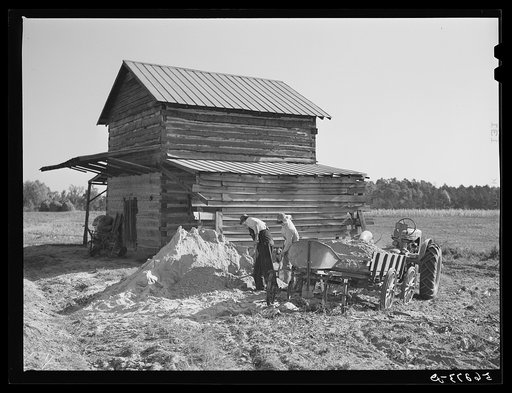Untitled photo, possibly related to: Spreading lime to increase productivity of soil before planting winter wheat on Emery M. Hooper's tobacco farm in Corbett Ridge section. Caswell County, North Carolina