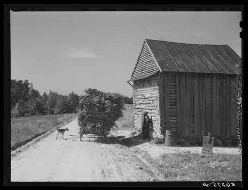 Untitled photo, possibly related to: Storing corn stalks in tobacco barn for winter fodder for the stock on farm. Corbett Ridge section. Caswell County, North Carolina