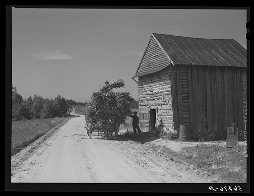 Untitled photo, possibly related to: Storing corn stalks in tobacco barn for winter fodder for the stock on farm. Corbett Ridge section. Caswell County, North Carolina