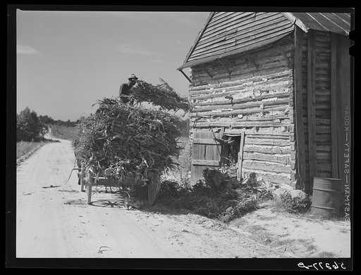 Untitled photo, possibly related to: Storing corn stalks in tobacco barn for winter fodder for the stock on farm. Corbett Ridge section. Caswell County, North Carolina