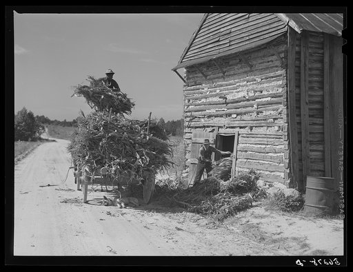 Untitled photo, possibly related to: Storing corn stalks in tobacco barn for winter fodder for the stock on farm. Corbett Ridge section. Caswell County, North Carolina