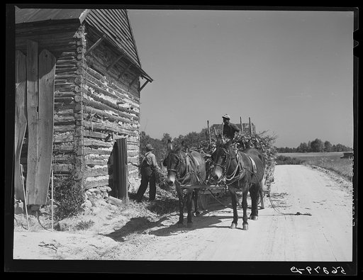 Untitled photo, possibly related to: Storing corn stalks in tobacco barn for winter fodder for the stock on farm. Corbett Ridge section. Caswell County, North Carolina