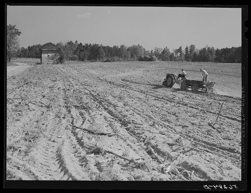 Spreading lime to increase productivity of soil before planting winter wheat on Emery M. Hopper's tobacco farm in Corbett Ridge section. Caswell County, North Carolina