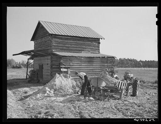 Spreading lime to increase productivity of soil before planting winter wheat on Emery M. Hooper's tobacco farm in Corbett Ridge section. Caswell County, North Carolina