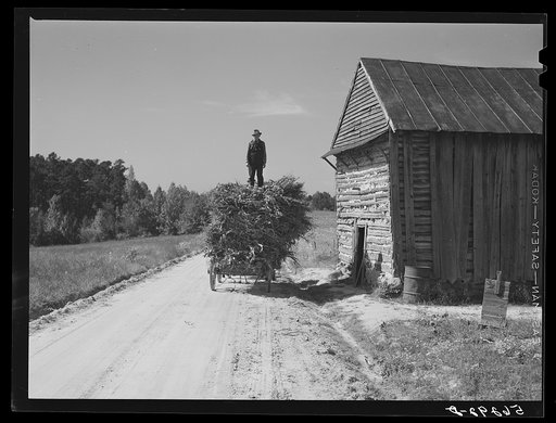 Untitled photo, possibly related to: Storing corn stalks in tobacco barn for winter fodder for the stock on farm. Corbett Ridge section. Caswell County, North Carolina