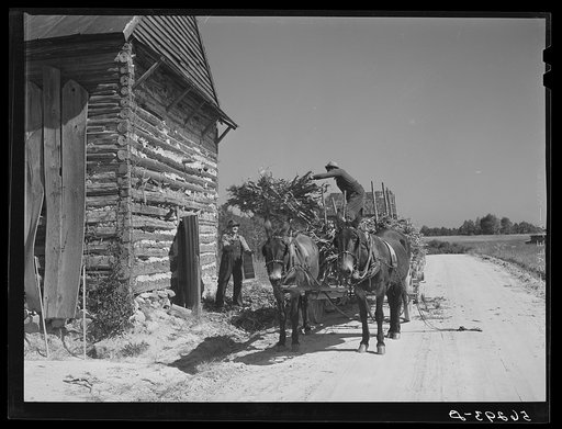 Storing corn stalks in tobacco barn for winter fodder for the stock on farm. Corbett Ridge section, Caswell County, North Carolina